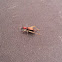 Red-Headed Bush Cricket (female)