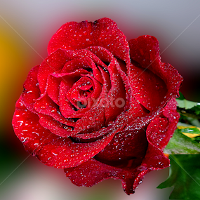 Gentle red rose by Biljana Nikolic - Flowers Single Flower