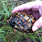 Eastern Box turtle