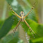 Agriope Spider