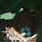 Northern mockingbird (eggs)