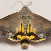 Hypocala Moth