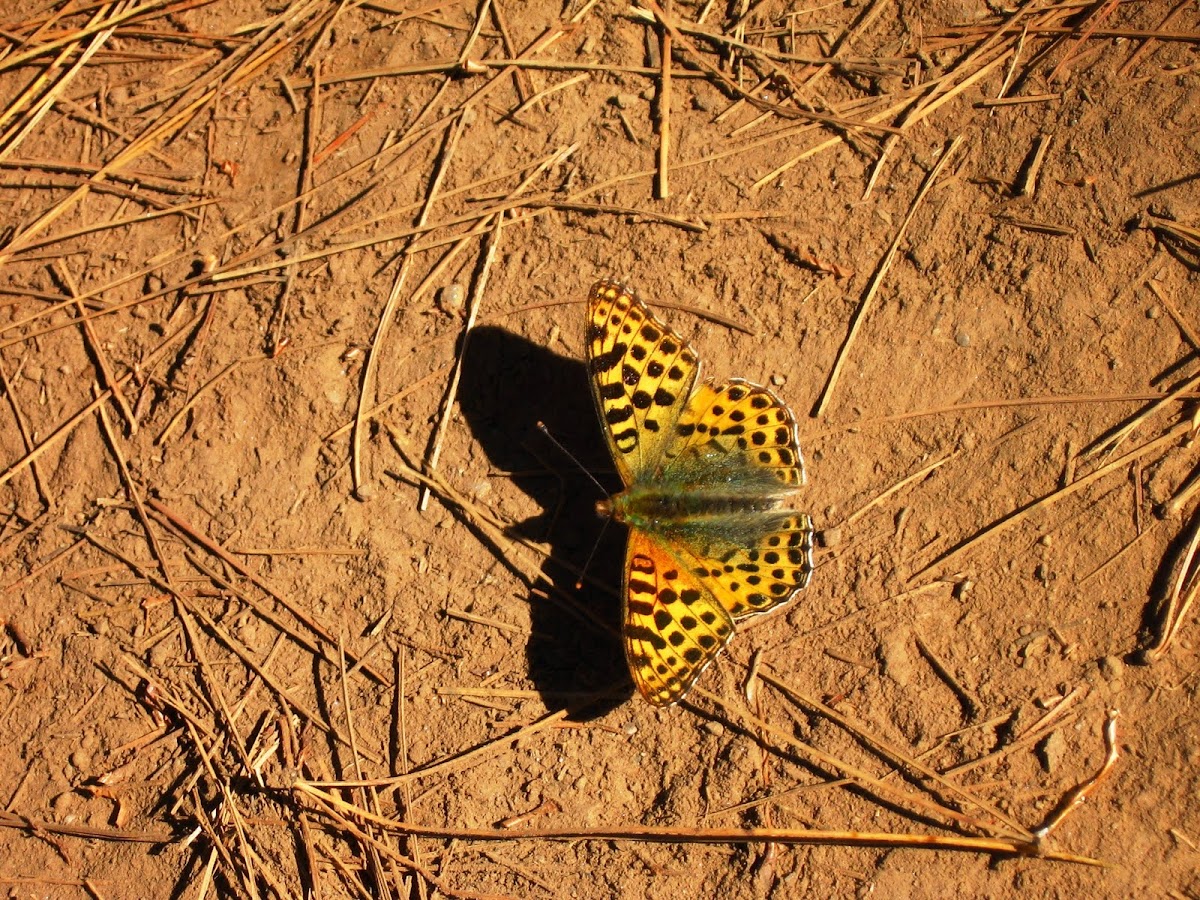 Queen of Spain Fritallary