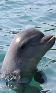 Animal Sounds for Kids Pro Screenshots 18