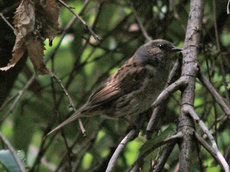 Dunnock or Hedge Sparrow