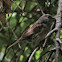 Dunnock or Hedge Sparrow