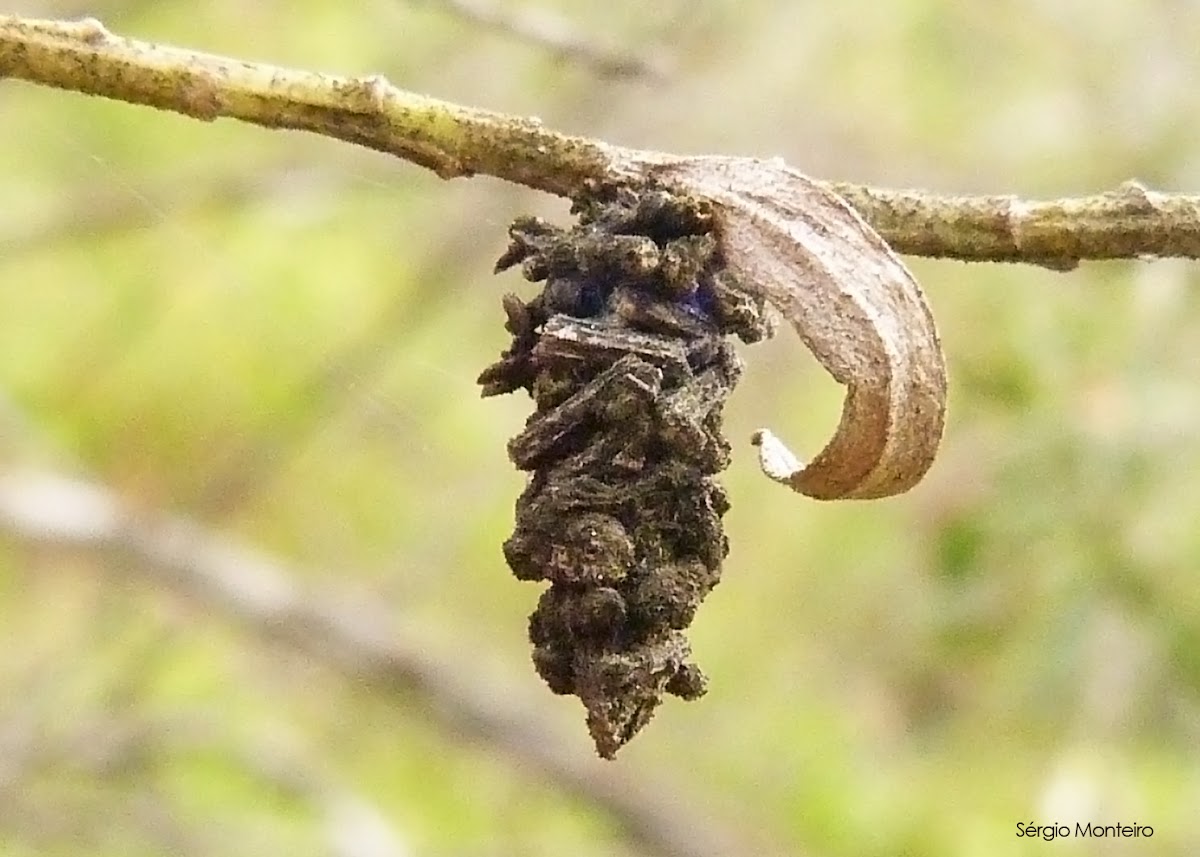 Case moth larva's case