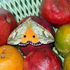 Fruit Sucking Moth