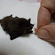 Common pipistrelle (νανονυχτερίδα)