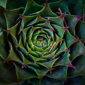 nature geometry :)  by Nina Kriznic - Nature Up Close Other plants