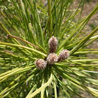 Pino carrasco. Aleppo Pine
