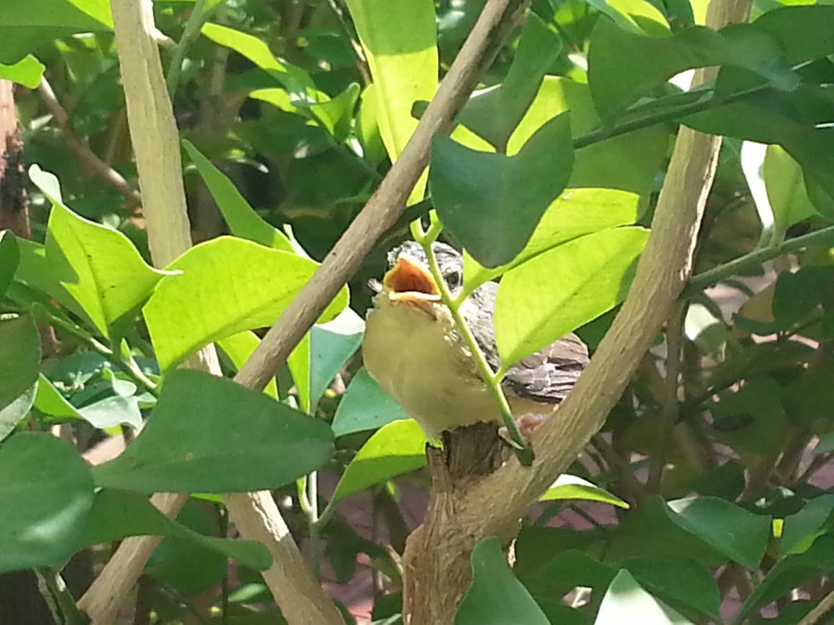 swallow tail bird