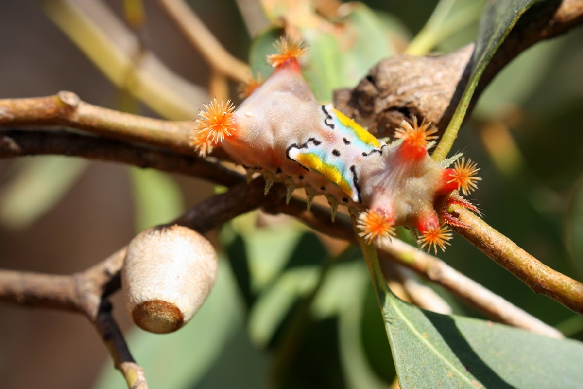 Mottled cupmoth larva & pupa