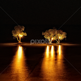 Mangroves  by Alejandro Domingo - Nature Up Close Trees & Bushes