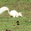 Eastern Gray Squirrel White variant