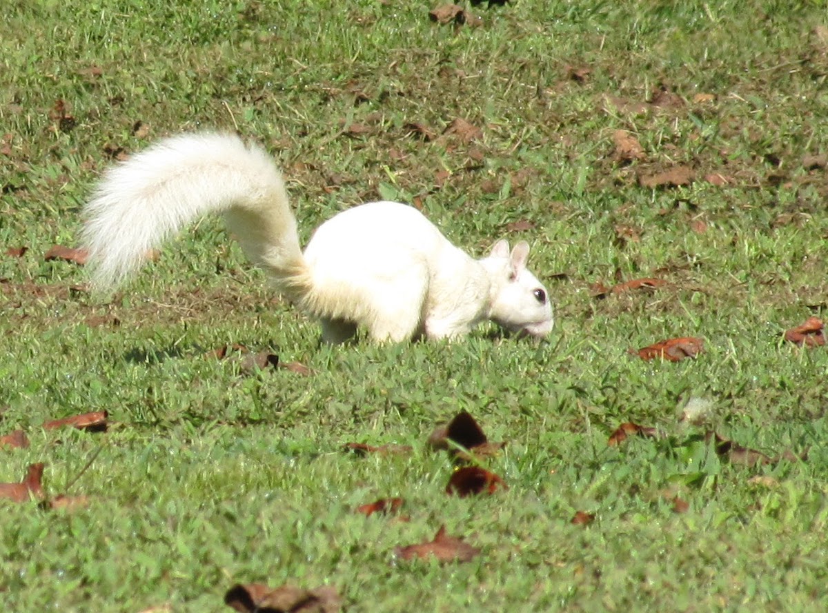 Eastern Gray Squirrel White variant