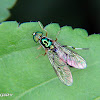 Stratiomyid fly