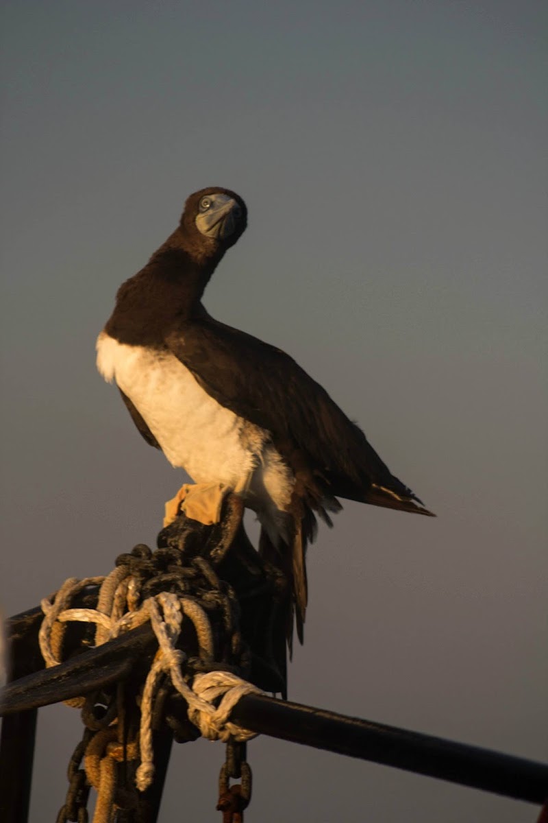 Brown Booby