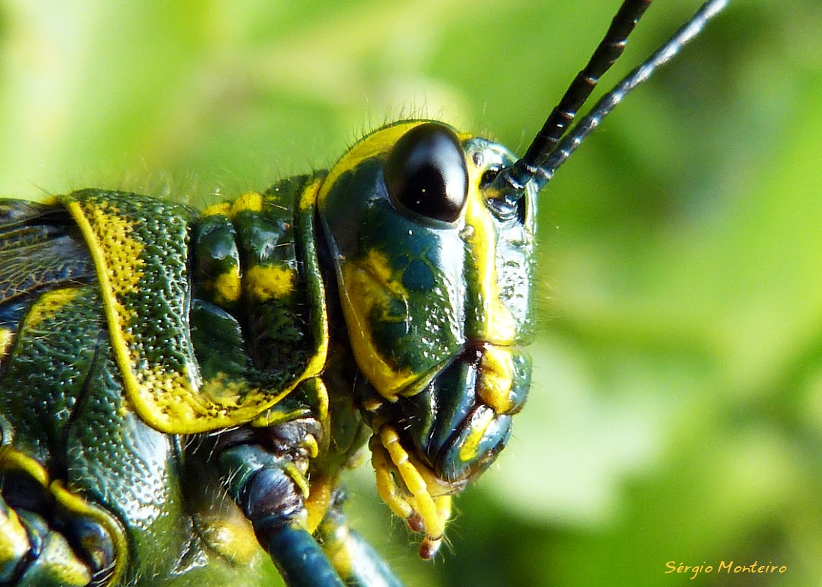 Gafanhoto brasileirinho (Soldier Grasshopper or Lubber Grasshopper)