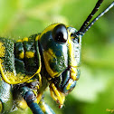 Gafanhoto brasileirinho (Soldier Grasshopper or Lubber Grasshopper)