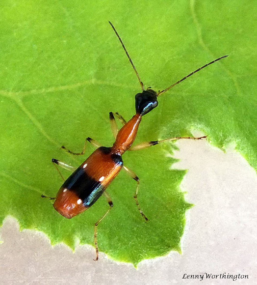 Ground Beetle Project Noah