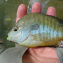 Redbreast Sunfish