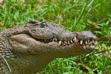 Lastest Crocodiles Wallpaper APK for Android