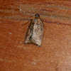 small brown moth