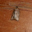 small brown moth