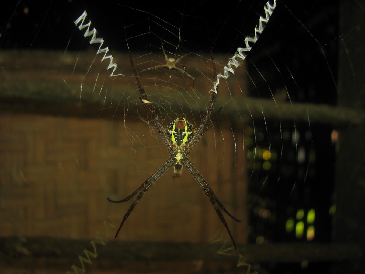 Indian signature Spider