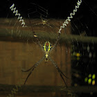 Indian signature Spider
