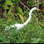 Snowy Egret       immature