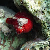 Blood-red Ascidian