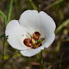 Catalina Mariposa Lily