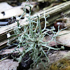 Southern strap lichen