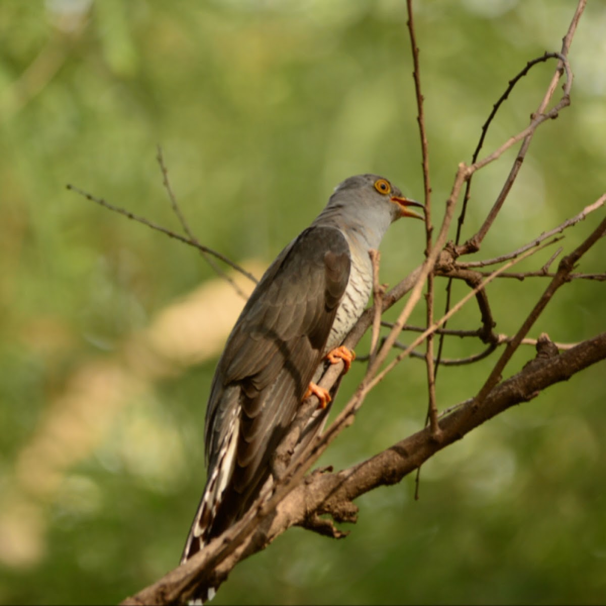 Common hawk cuckoo