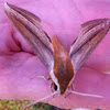 Tersa Sphinx Moth