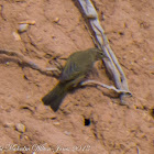 Chiffchaff