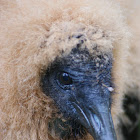 Black Vulture (juvenile)