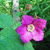 Purple-Flowering Raspberry (Wildflower/shrub)
