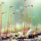 Moss sporophytes