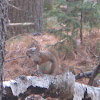 American Red Squirrel