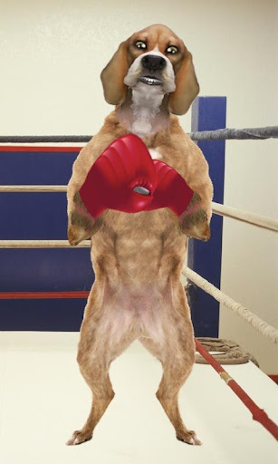 Boxing Dog Live Wallpaper