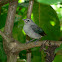Blue-gray Tanager (fledgling)