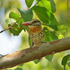 Spot-backed Puffbird