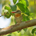 Spot-backed Puffbird