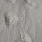 Bird tracks