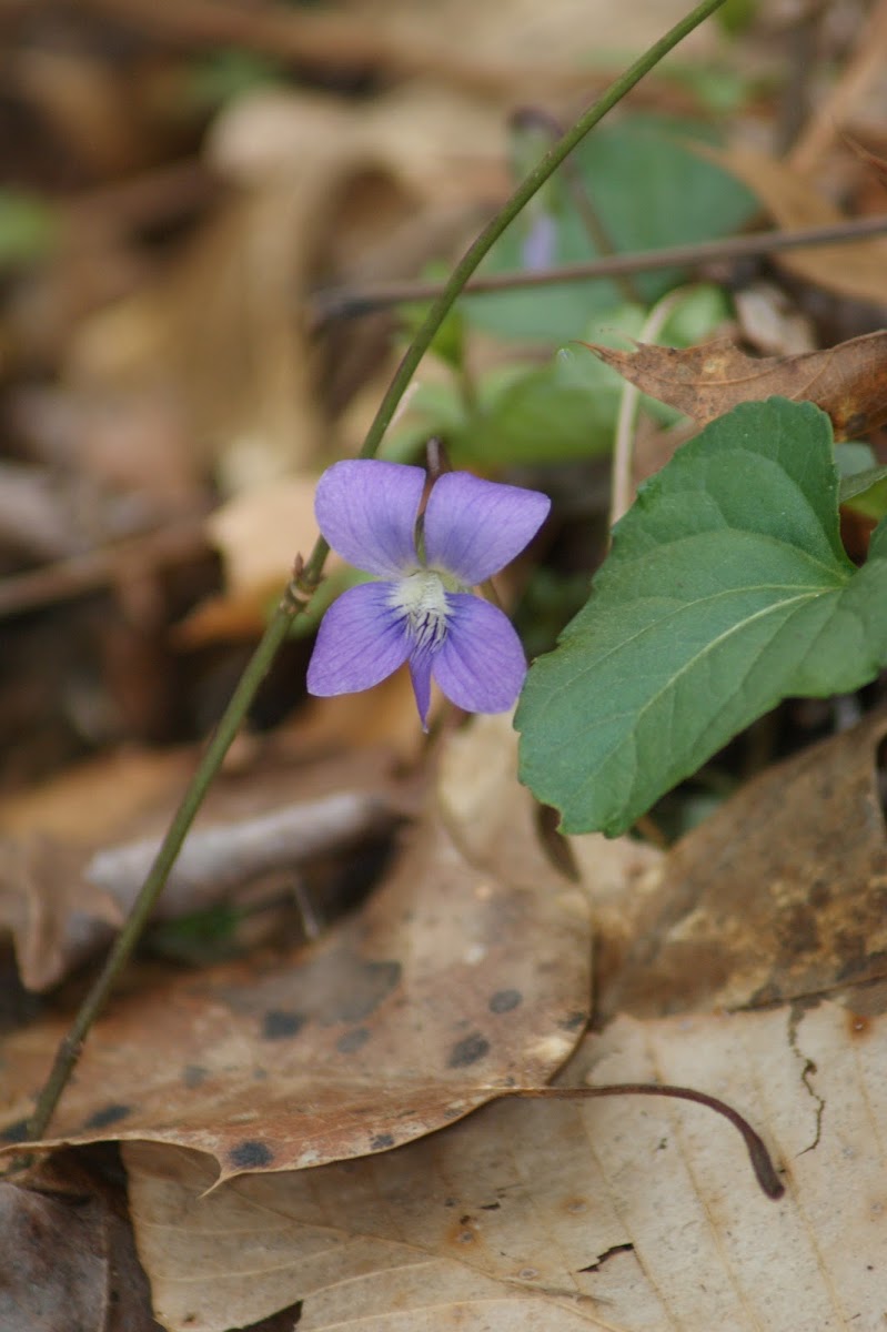 Common Wood Violet
