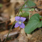 Common Wood Violet