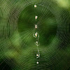 Trashline orb weaver spider web
